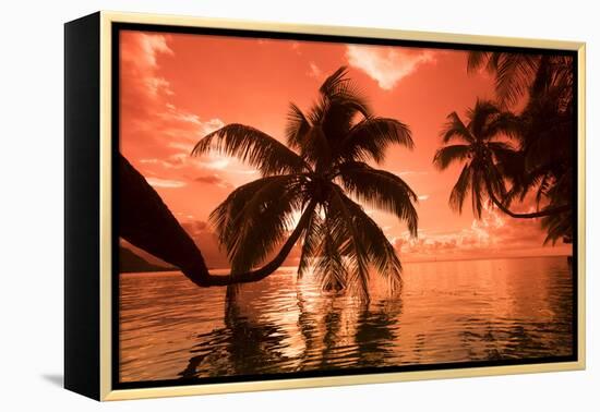 Palm trees at sunset, Moorea, Tahiti, French Polynesia-Panoramic Images-Framed Premier Image Canvas