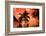 Palm trees at sunset, Moorea, Tahiti, French Polynesia-Panoramic Images-Framed Photographic Print