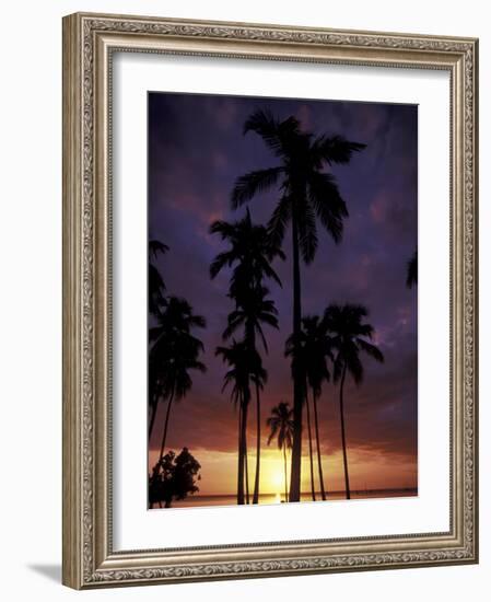 Palm Trees at Sunset, Puerto Rico-Greg Johnston-Framed Photographic Print