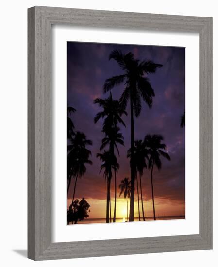 Palm Trees at Sunset, Puerto Rico-Greg Johnston-Framed Photographic Print