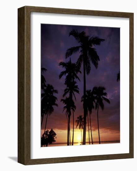 Palm Trees at Sunset, Puerto Rico-Greg Johnston-Framed Photographic Print