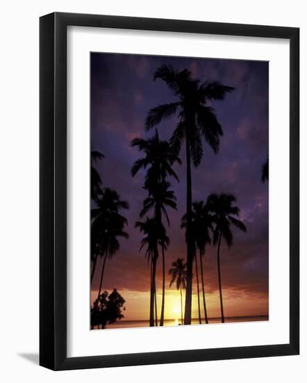 Palm Trees at Sunset, Puerto Rico-Greg Johnston-Framed Photographic Print