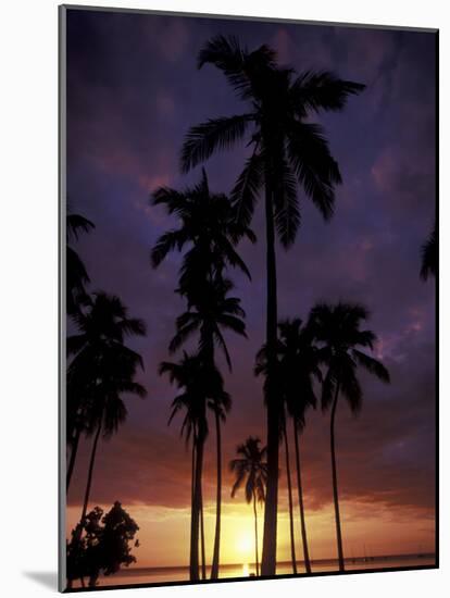 Palm Trees at Sunset, Puerto Rico-Greg Johnston-Mounted Photographic Print