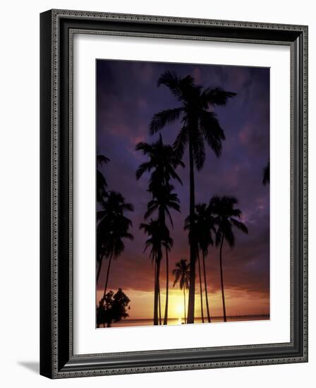 Palm Trees at Sunset, Puerto Rico-Greg Johnston-Framed Photographic Print