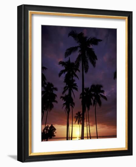 Palm Trees at Sunset, Puerto Rico-Greg Johnston-Framed Photographic Print