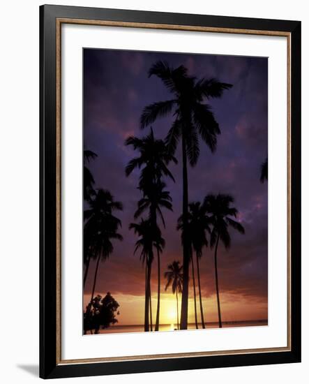 Palm Trees at Sunset, Puerto Rico-Greg Johnston-Framed Photographic Print