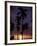 Palm Trees at Sunset, Puerto Rico-Greg Johnston-Framed Photographic Print