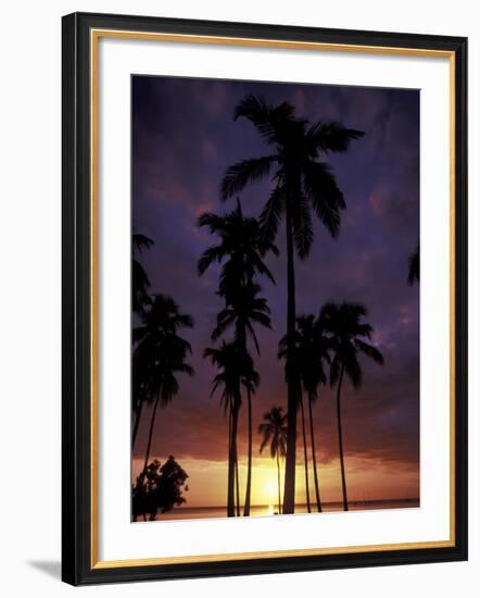 Palm Trees at Sunset, Puerto Rico-Greg Johnston-Framed Photographic Print