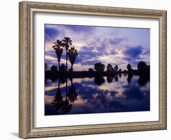 Palm Trees at Sunset, Rio Grande Valley, Texas, USA-Rolf Nussbaumer-Framed Photographic Print