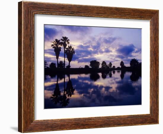 Palm Trees at Sunset, Rio Grande Valley, Texas, USA-Rolf Nussbaumer-Framed Photographic Print