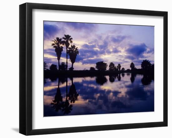 Palm Trees at Sunset, Rio Grande Valley, Texas, USA-Rolf Nussbaumer-Framed Photographic Print