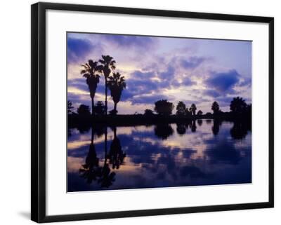 Palm Trees At Sunset Rio Grande Valley Texas Usa Photographic Print Rolf Nussbaumer Art Com