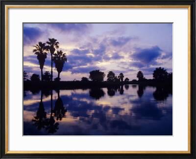 Palm Trees At Sunset Rio Grande Valley Texas Usa Photographic Print Rolf Nussbaumer Art Com