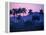 Palm Trees at Yumuri Valley at Sunset, Matanzas, Cuba-Rick Gerharter-Framed Premier Image Canvas