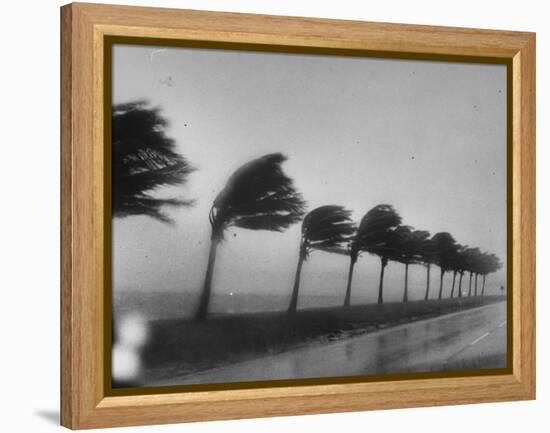 Palm Trees Blowing in the Wind During Hurricane in Florida-Ed Clark-Framed Premier Image Canvas