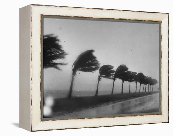 Palm Trees Blowing in the Wind During Hurricane in Florida-Ed Clark-Framed Premier Image Canvas