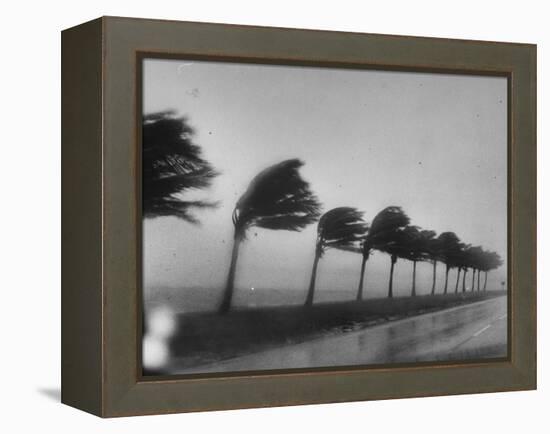Palm Trees Blowing in the Wind During Hurricane in Florida-Ed Clark-Framed Premier Image Canvas