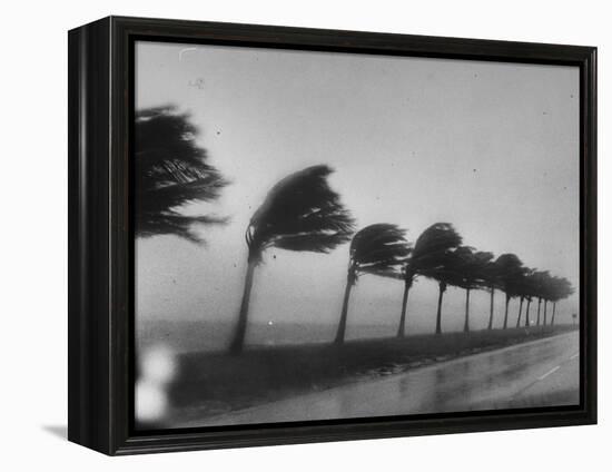 Palm Trees Blowing in the Wind During Hurricane in Florida-Ed Clark-Framed Premier Image Canvas