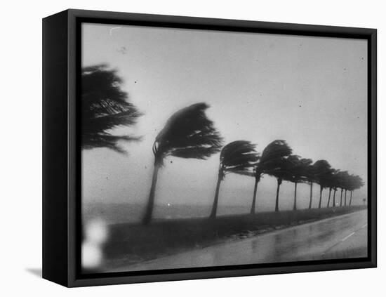 Palm Trees Blowing in the Wind During Hurricane in Florida-Ed Clark-Framed Premier Image Canvas