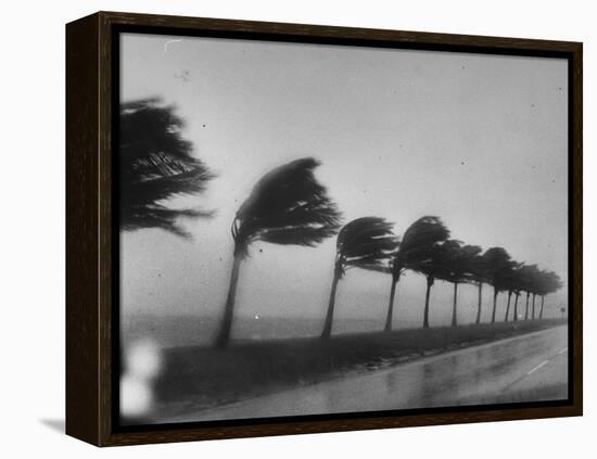 Palm Trees Blowing in the Wind During Hurricane in Florida-Ed Clark-Framed Premier Image Canvas