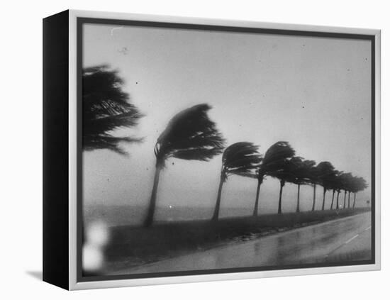 Palm Trees Blowing in the Wind During Hurricane in Florida-Ed Clark-Framed Premier Image Canvas