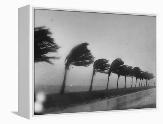 Palm Trees Blowing in the Wind During Hurricane in Florida-Ed Clark-Framed Premier Image Canvas