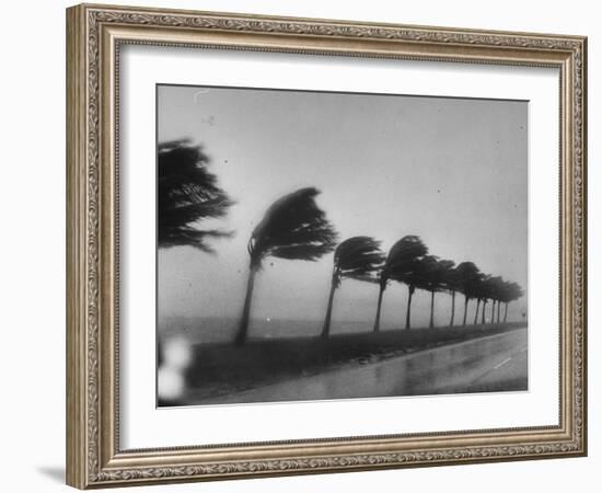 Palm Trees Blowing in the Wind During Hurricane in Florida-Ed Clark-Framed Photographic Print