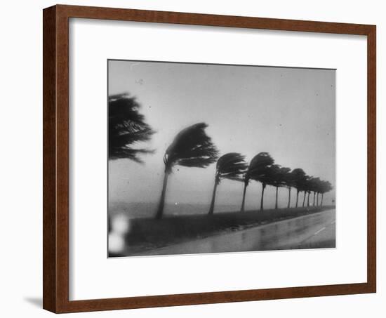 Palm Trees Blowing in the Wind During Hurricane in Florida-Ed Clark-Framed Photographic Print