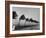 Palm Trees Blowing in the Wind During Hurricane in Florida-Ed Clark-Framed Photographic Print