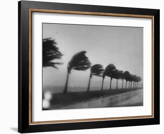 Palm Trees Blowing in the Wind During Hurricane in Florida-Ed Clark-Framed Photographic Print