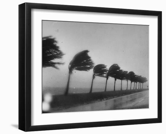 Palm Trees Blowing in the Wind During Hurricane in Florida-Ed Clark-Framed Photographic Print