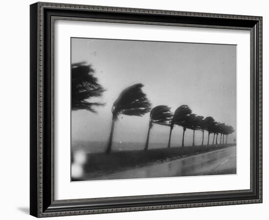 Palm Trees Blowing in the Wind During Hurricane in Florida-Ed Clark-Framed Photographic Print