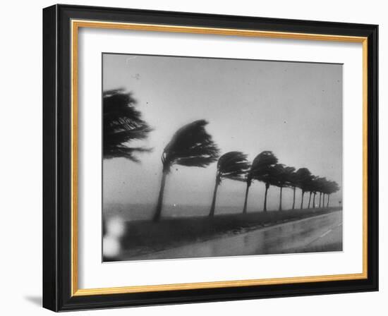 Palm Trees Blowing in the Wind During Hurricane in Florida-Ed Clark-Framed Photographic Print