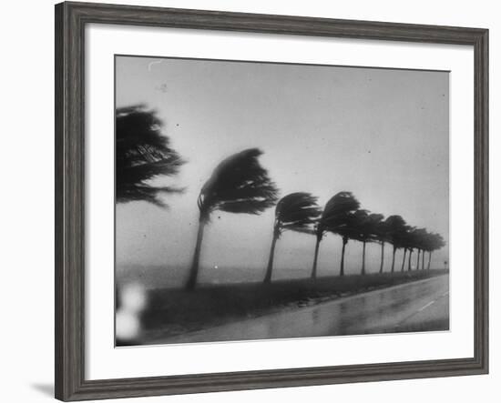 Palm Trees Blowing in the Wind During Hurricane in Florida-Ed Clark-Framed Photographic Print