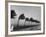 Palm Trees Blowing in the Wind During Hurricane in Florida-Ed Clark-Framed Photographic Print