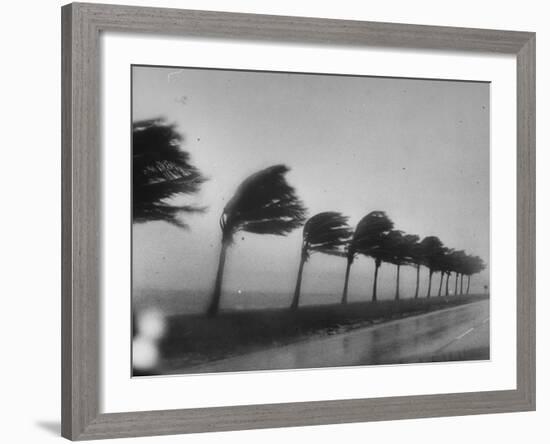 Palm Trees Blowing in the Wind During Hurricane in Florida-Ed Clark-Framed Photographic Print