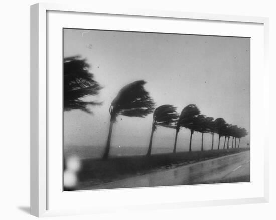 Palm Trees Blowing in the Wind During Hurricane in Florida-Ed Clark-Framed Photographic Print