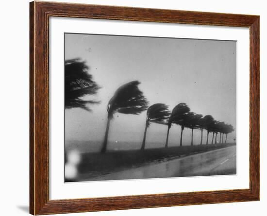 Palm Trees Blowing in the Wind During Hurricane in Florida-Ed Clark-Framed Photographic Print