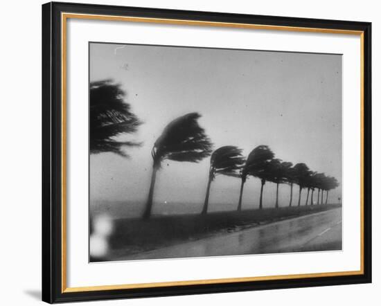 Palm Trees Blowing in the Wind During Hurricane in Florida-Ed Clark-Framed Photographic Print