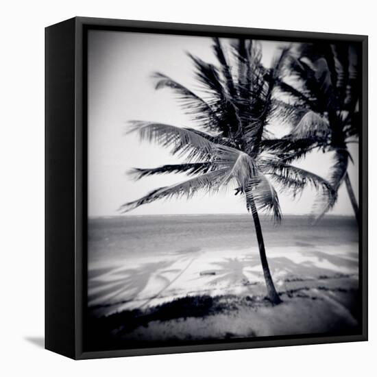 Palm Trees by the Beach at Bweju, Zanzibar, Tanzania, East Africa-Lee Frost-Framed Premier Image Canvas