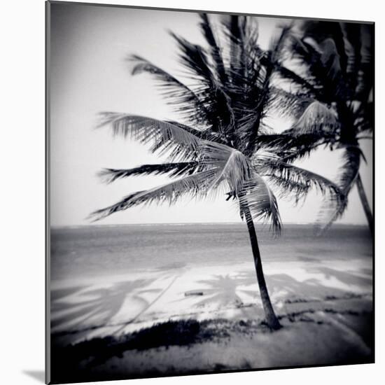 Palm Trees by the Beach at Bweju, Zanzibar, Tanzania, East Africa-Lee Frost-Mounted Photographic Print