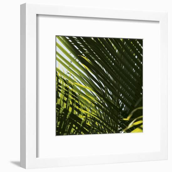 Palm Trees, Dominican Republic, Punta Cana-Lisa S^ Engelbrecht-Framed Art Print