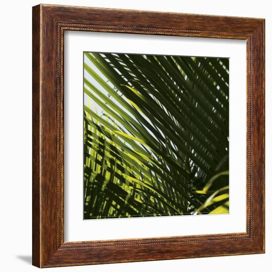 Palm Trees, Dominican Republic, Punta Cana-Lisa S^ Engelbrecht-Framed Art Print