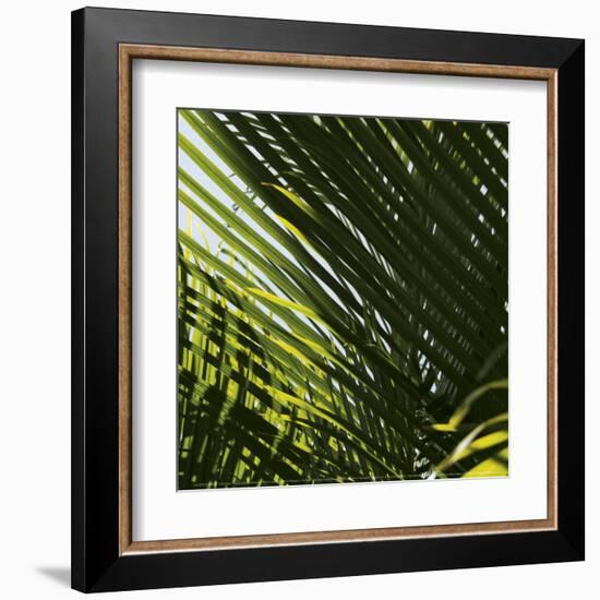 Palm Trees, Dominican Republic, Punta Cana-Lisa S^ Engelbrecht-Framed Art Print