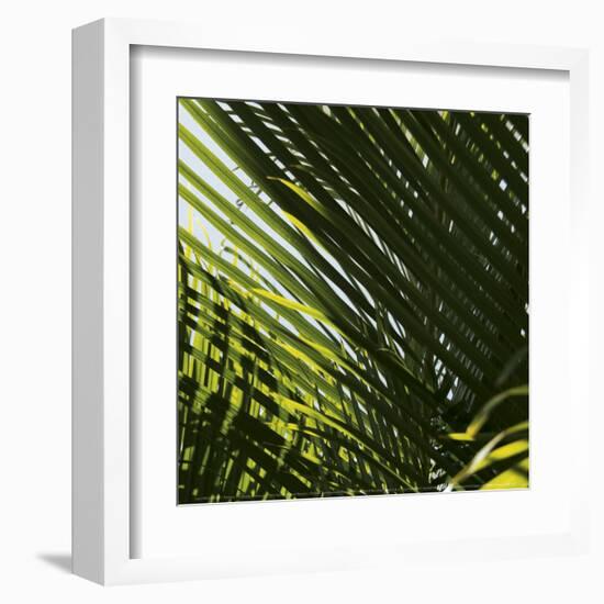 Palm Trees, Dominican Republic, Punta Cana-Lisa S^ Engelbrecht-Framed Art Print