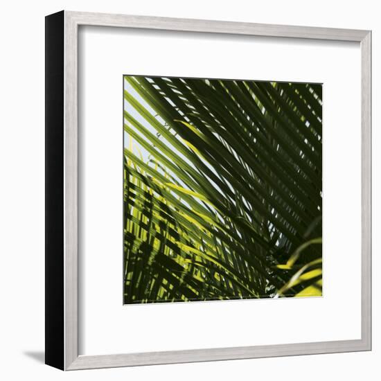 Palm Trees, Dominican Republic, Punta Cana-Lisa S^ Engelbrecht-Framed Art Print