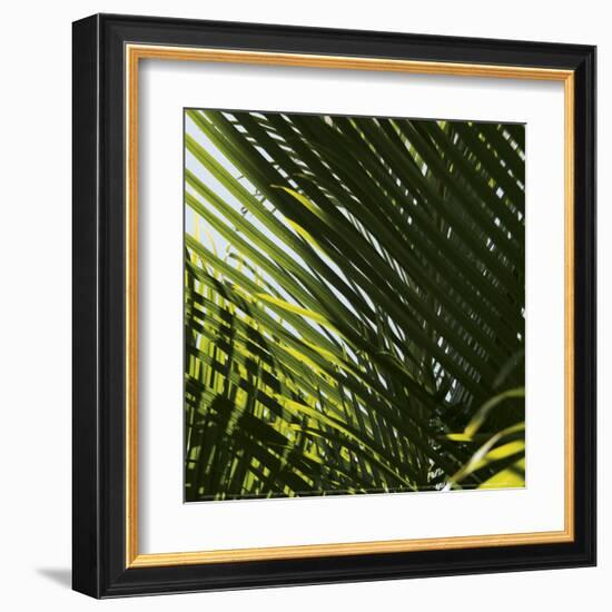 Palm Trees, Dominican Republic, Punta Cana-Lisa S^ Engelbrecht-Framed Art Print