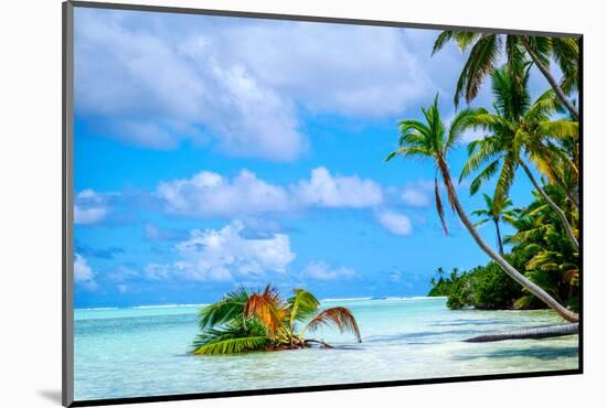 Palm trees edging, Scout Park Beach, Cocos (Keeling) Islands, Indian Ocean, Asia-Lynn Gail-Mounted Photographic Print