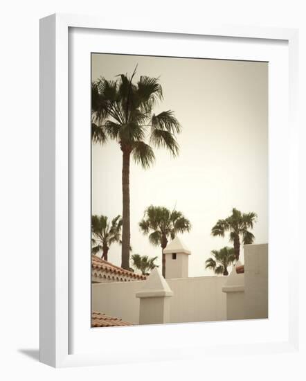 Palm Trees, Fuerteventura, Canary Islands, Spain-Jon Arnold-Framed Photographic Print