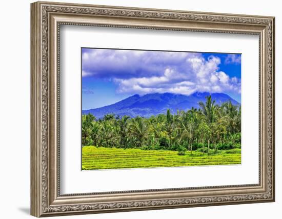 Palm trees growing throughout the jungle forests of central Bali, up into the volcanic mountains.-Greg Johnston-Framed Photographic Print